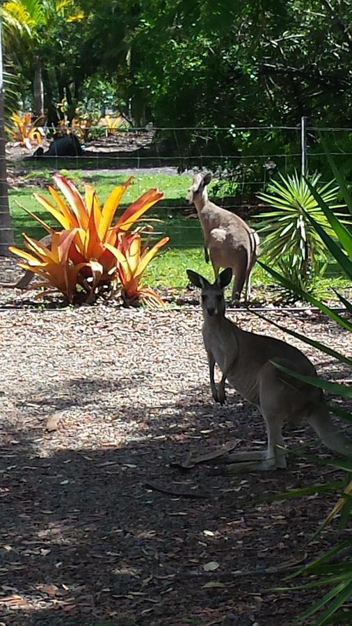 Bed and Breakfast Bluegrass Bnb Bundaberg Exteriér fotografie