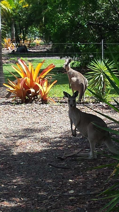 Bluegrass Bnb Bundaberg Exteriér fotografie