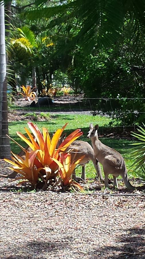 Bluegrass Bnb Bundaberg Exteriér fotografie